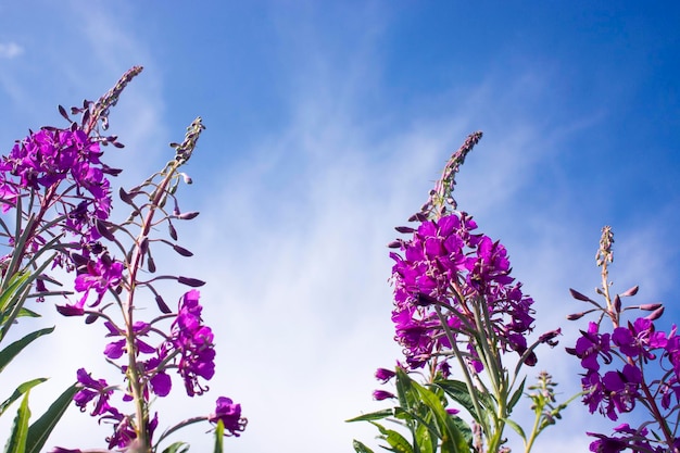 Blooming Willow herb Ivan tea on blue sky Willowherb meadow willowherb tea