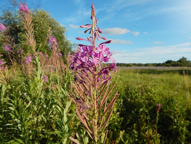 Blooming Willow herb Ivan tea fireweed Epilobium angustifolium. Narrow-leaved Cyprus.