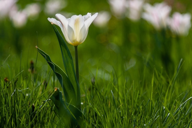 Blooming with colorful tulips