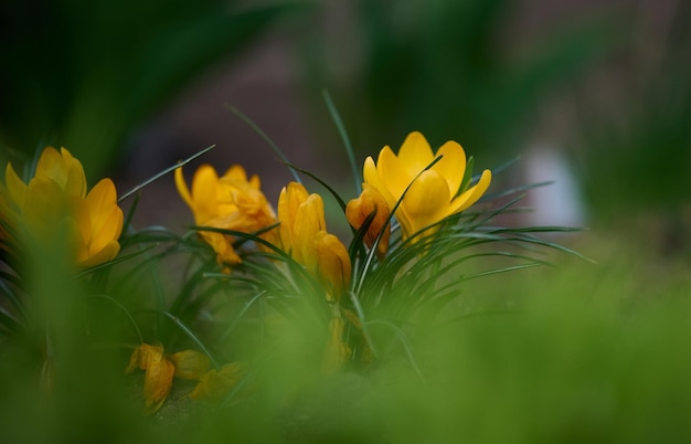 Blooming yellow crocuses with green leaves in the garden spring flowers