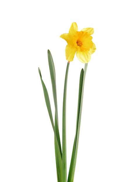 Blooming yellow daffodil isolated on white surface