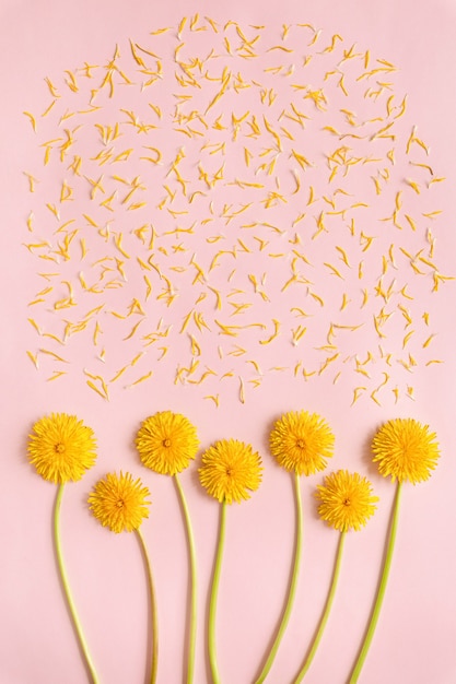 Blooming yellow dandelion flowers with petals on pink paper background flat lay with copy space