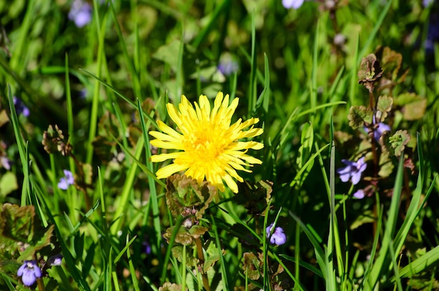 a blooming yellow dandelion in the green grass