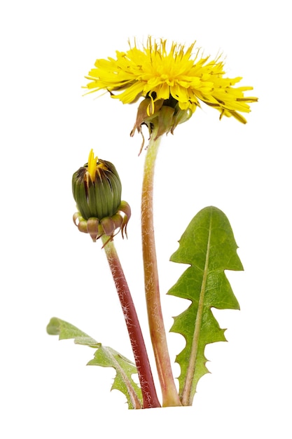 blooming yellow dandelion isolated on white background