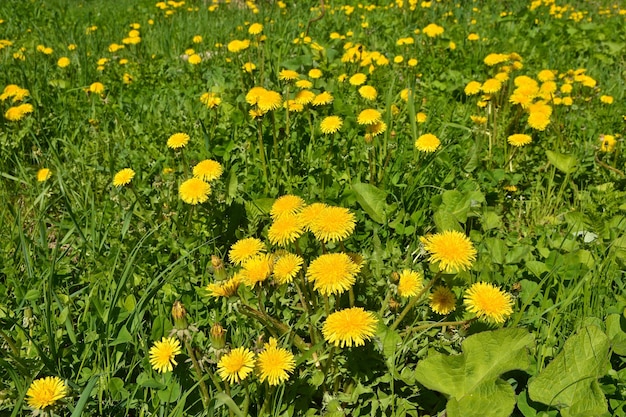 Blooming yellow dandelions in the spring meadow