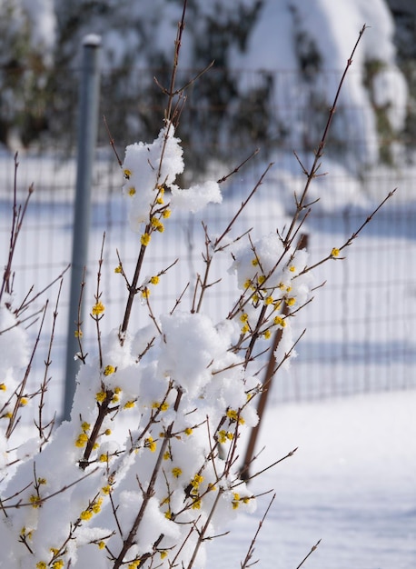 Blooming yellow flowers Bush Cornus mas under the snow in Greece