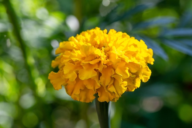 Blooming yellow marigold flower on a green background on a summer sunny day macro photography