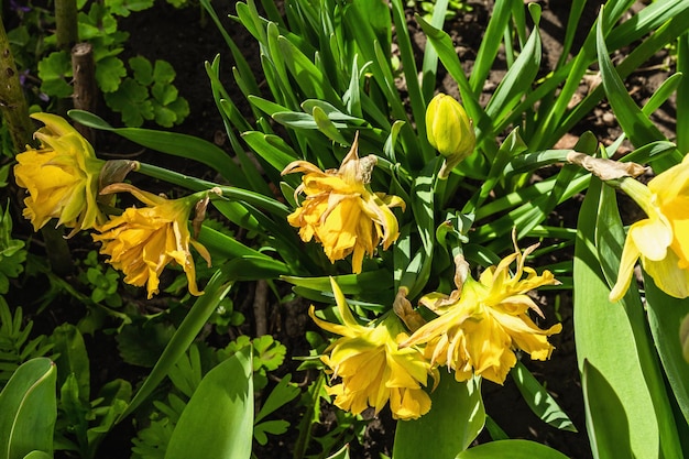 Blooming yellow narcissus in the garden Spring seasonal of growing plants Gardening concept