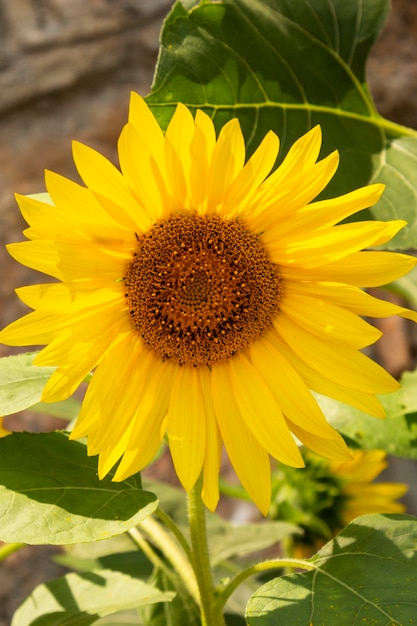 Blooming yellow sunflower in the garden