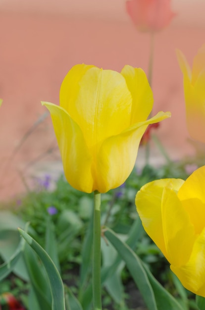 Blooming yellow tulip Golden Parade closeup