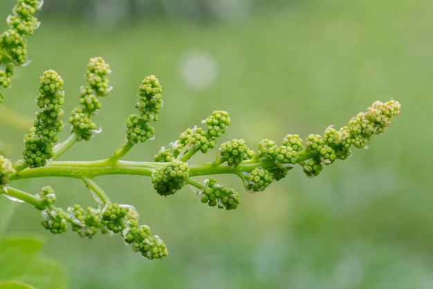 Photo blooming young wine grapes in vineyard in the spring time