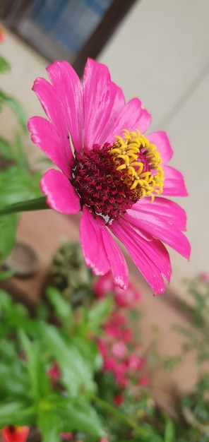 Blooms of Joy Captivating Zinnia Flowers in Full Bloom