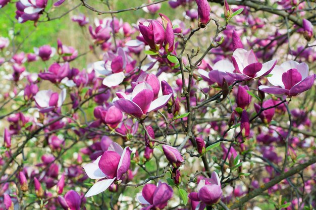 Bloomy magnolia tree with big pink flowers in garden