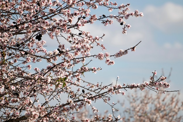 Blossom almond tree