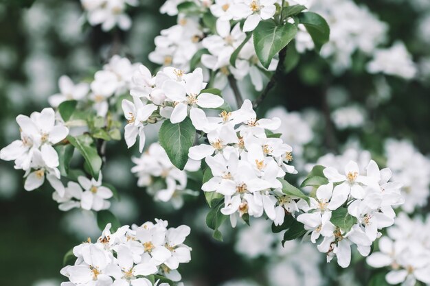 Blossom apple tree spring background blooming tree in spring against the background of a sunny spring sky high quality photo