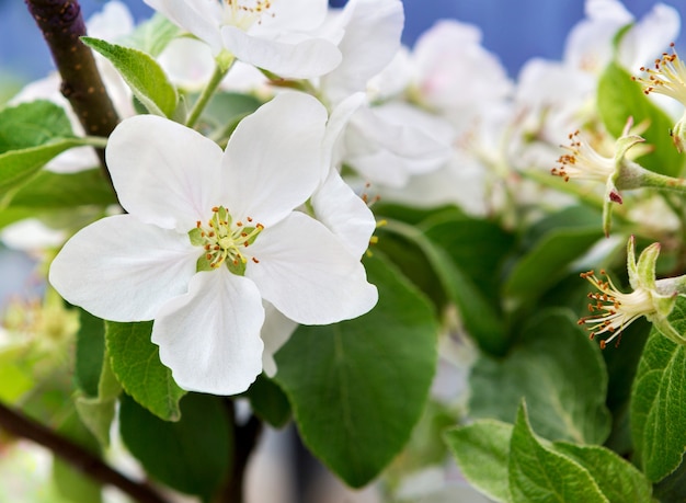 Blossom  apple tree in spring time