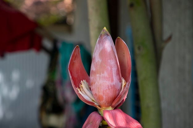 Blossom Banana Flower with blurry Background