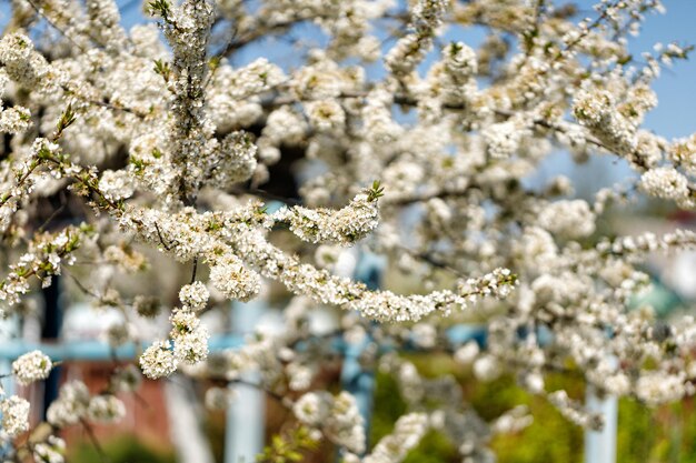 Blossom of the cherry plum tree Huge flowering white cherry plum Branch of a blossoming cherry plum