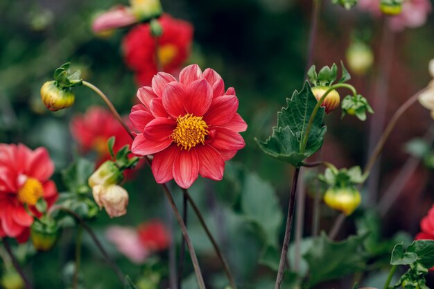 Blossom of Dahlia flowers in summer garden