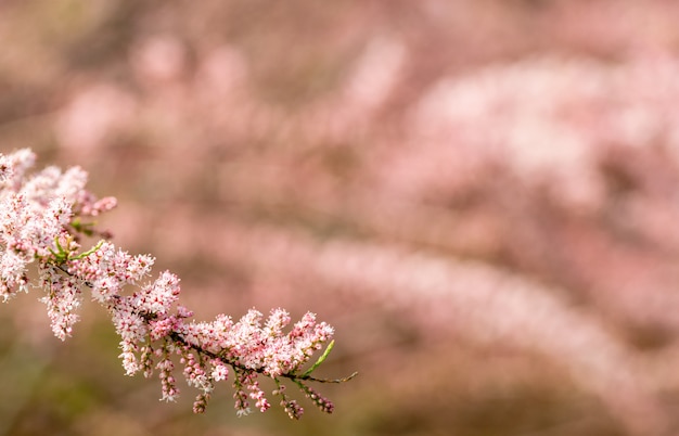 Blossom diagonal line in spring time with background unfocused.