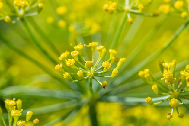 Blossom dill plant on a green background macro photography on a sunny summer day