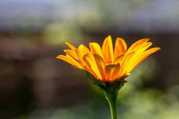 Blossom false sunflower on a green background on a summer sunny day macro photography.