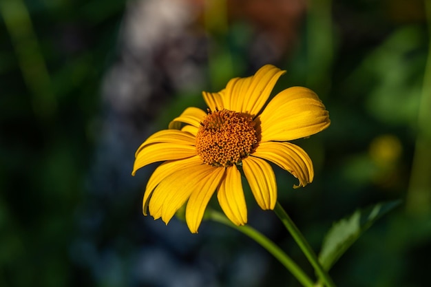 Blossom false sunflower on a green background on a summer sunny day macro photography