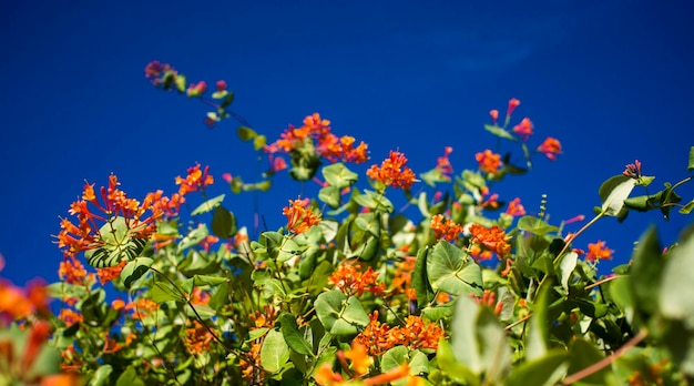 Blossom flower garden in spring on a blue sky with sun background