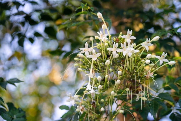 Blossom fragrance Millingtonia Hortensis background.