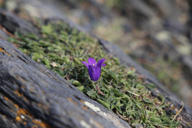 Blossom from campanula in moumtains