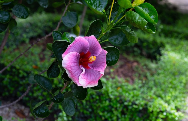 Blossom of hibiscus flower on tree