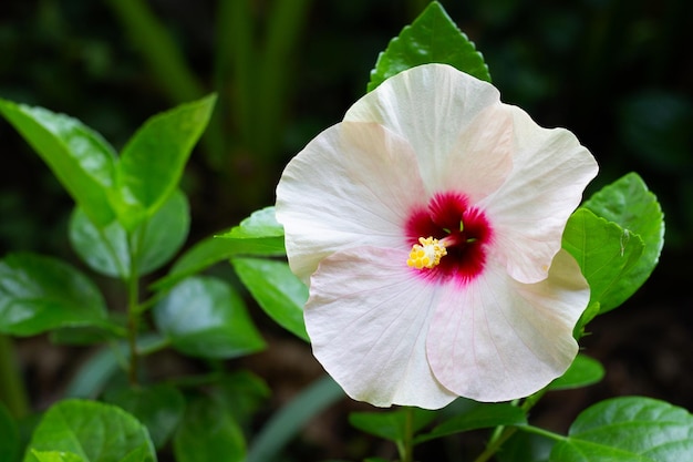 Blossom of hibiscus flower on tree