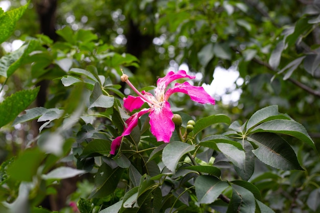 Blossom of hibiscus flower on tree