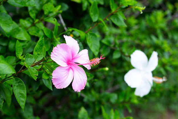 Blossom of hibiscus flower on tree