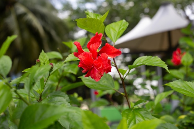 Blossom of hibiscus flower on tree