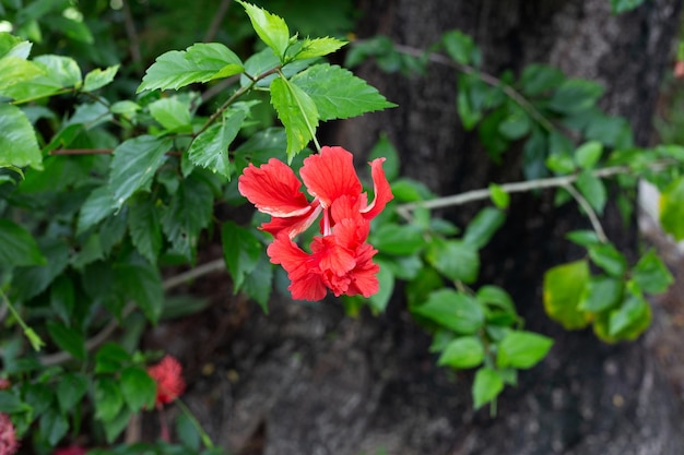 Blossom of Hibiscus schizopetalus flower on tree