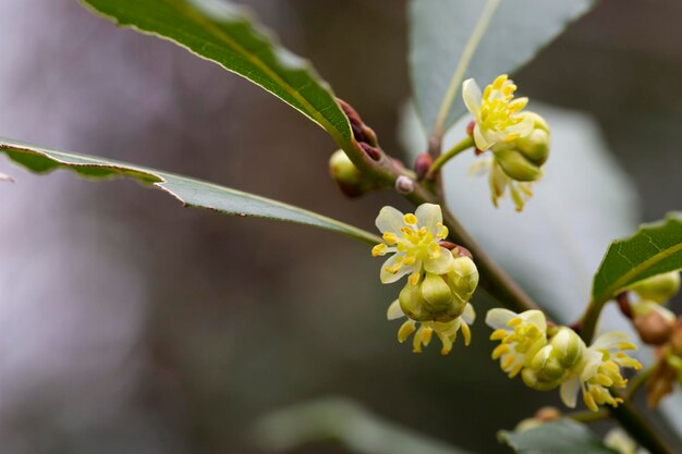 Blossom of Laurus nobilis plant Laurus azorica aromatic and medicinal plant