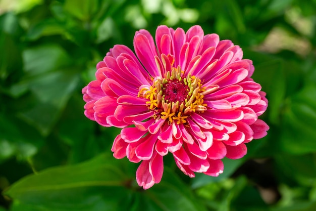 Blossom lilac zinnia flower on a green background on a summer day macro photography.