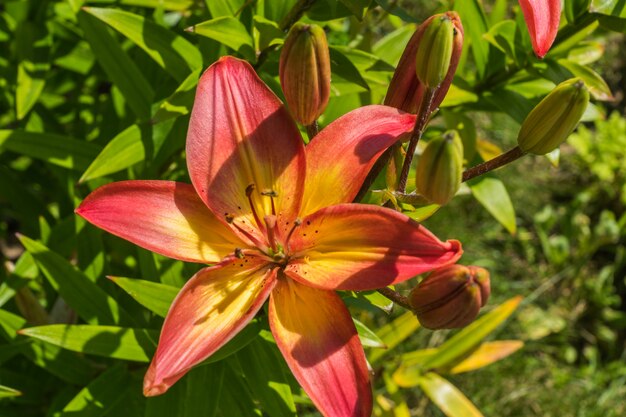 Blossom Lily flowers in a garden