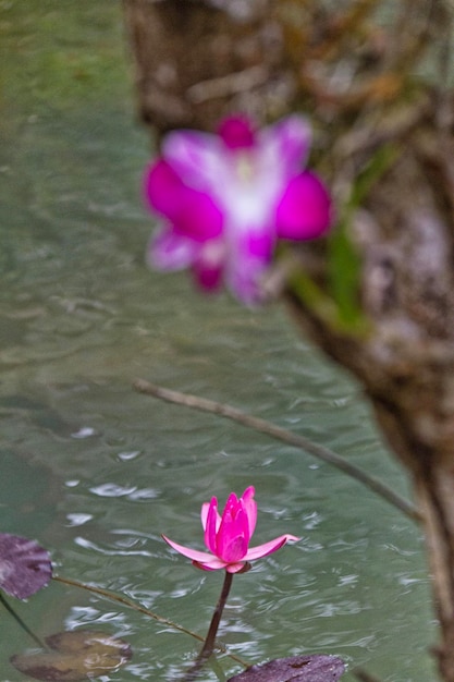 Blossom lotus flower in Japanese pond focus on flower