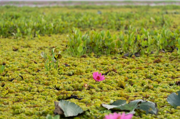 Blossom lotus grass