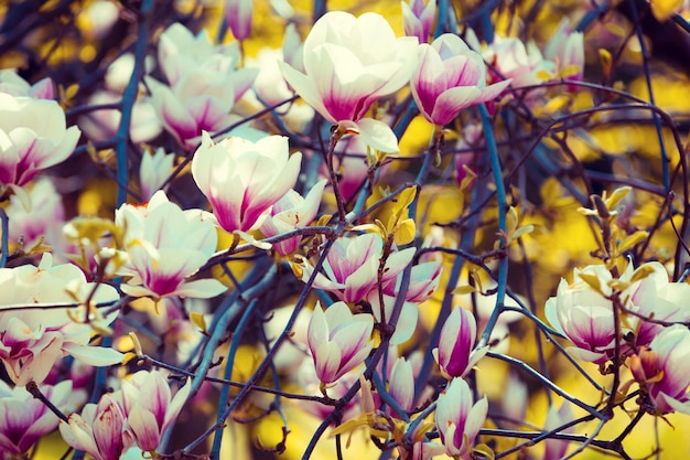 Blossom magnolia flowers Springtime