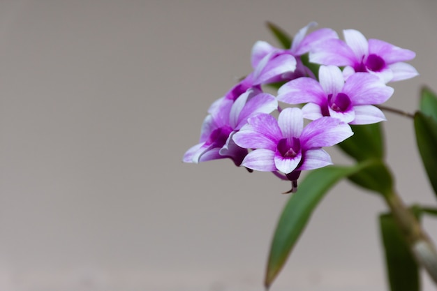 Blossom Orchids