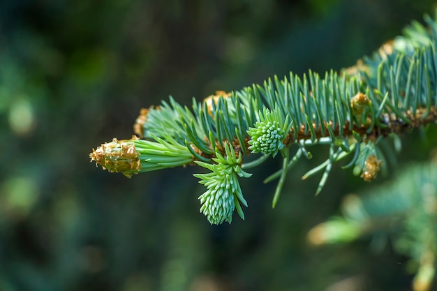 Blossom Pine or blue spruce buds on branches