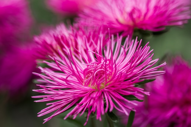 Blossom pink aster callistephus needle flower close-up vertical. Lush fresh inflorescences of callistephus blooming in autumn in nature, background backdrop delicate petals of a garden aster