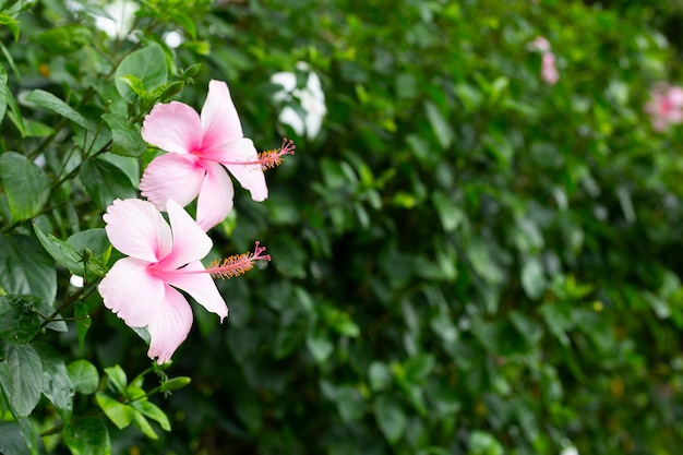 Blossom of pink hibiscus flower on tree