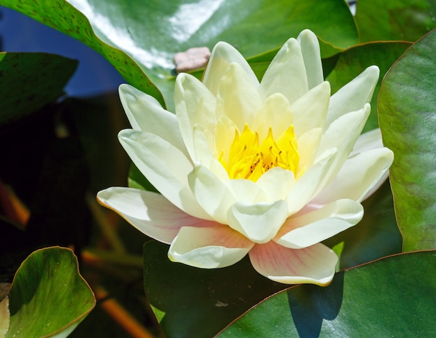 Blossom pink water lily in park.