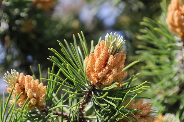 Blossom of Pinus mugo Male pollen producing strobili New shoots in spring of dwarf mountain pine Conifer cone Yellow cluster pollenbearing male cones or microstrobile of Creeping pine Soft focus