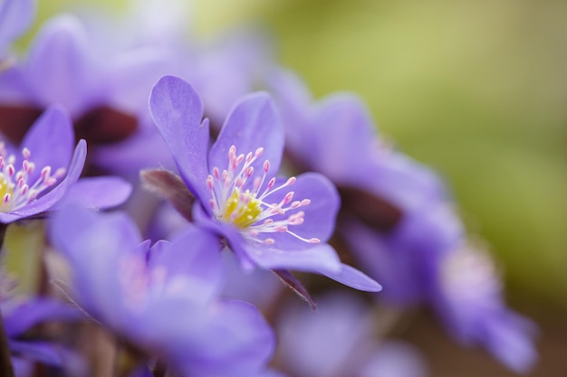 Blossom purple Anemone hepatica flower in early spring macro photography