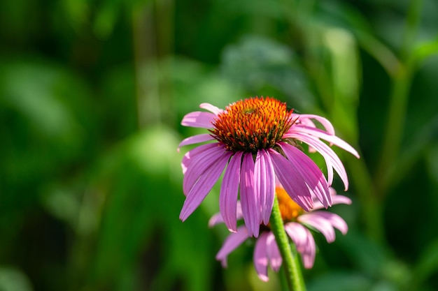 Blossom purple echinacea flower on a green background on a sunny summer day macro photography.